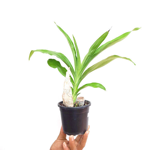 Catasetum (FDK.) After Dark Bakers Burgundy Smile - BS
