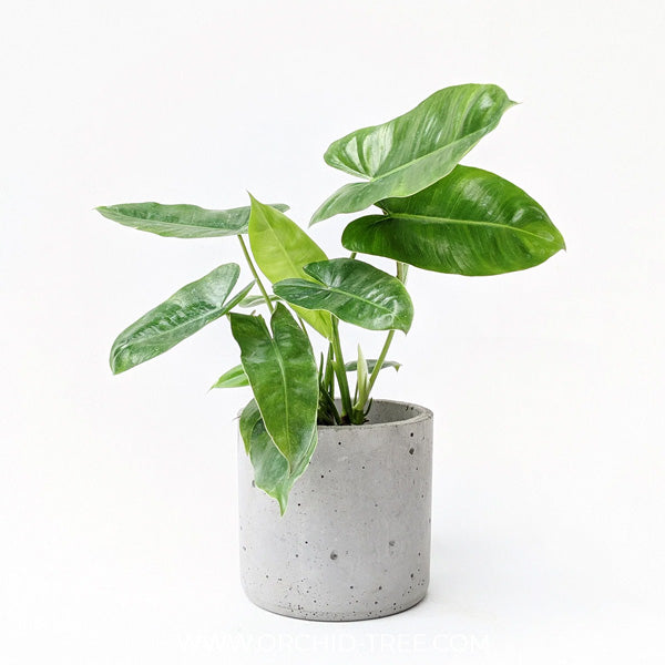 Philodendron burle-marxii