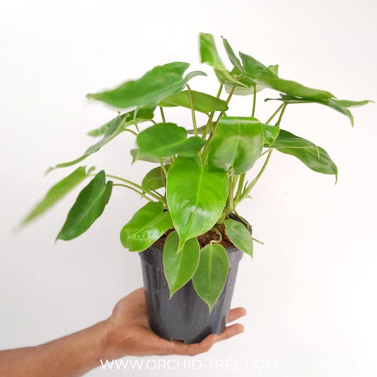 Philodendron burle-marxii