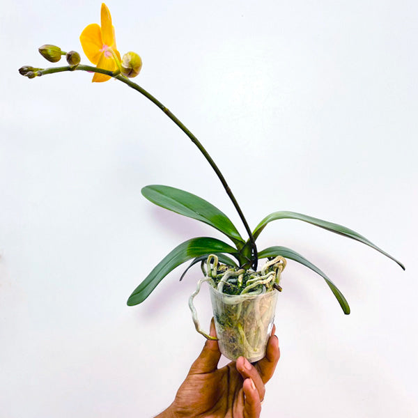 Phalaenopsis Burnt Sienna - BS