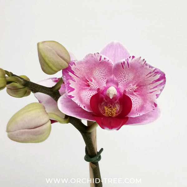 Phalaenopsis Miki Splash Butterfly Orchid Plant - FF