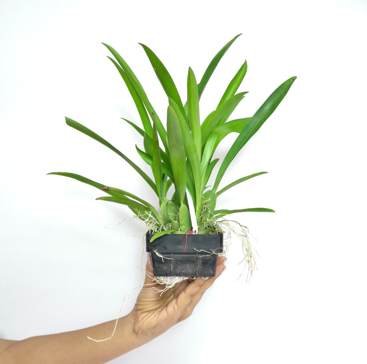 Oncidium Jairak Fragrance Ha-nu-maan Orchid Plant - BS