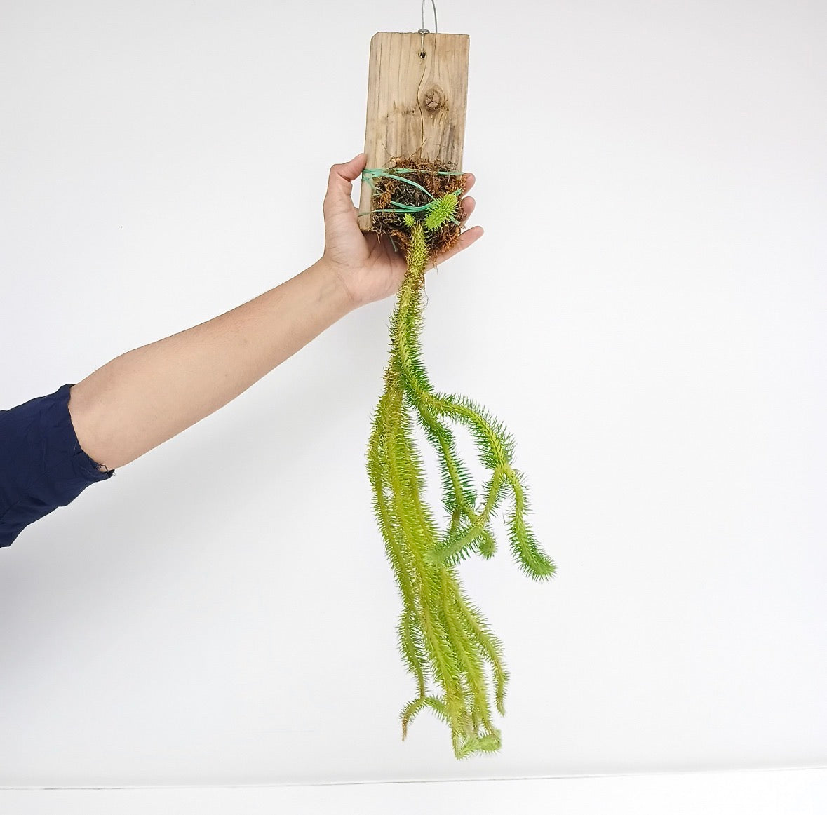 Lycopodium | Rock Tassel Fern