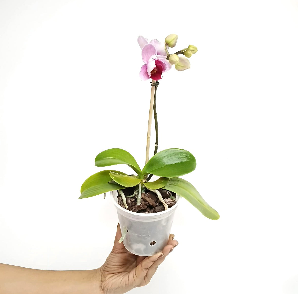 Phalaenopsis Miki Splash Butterfly Orchid Plant - FF