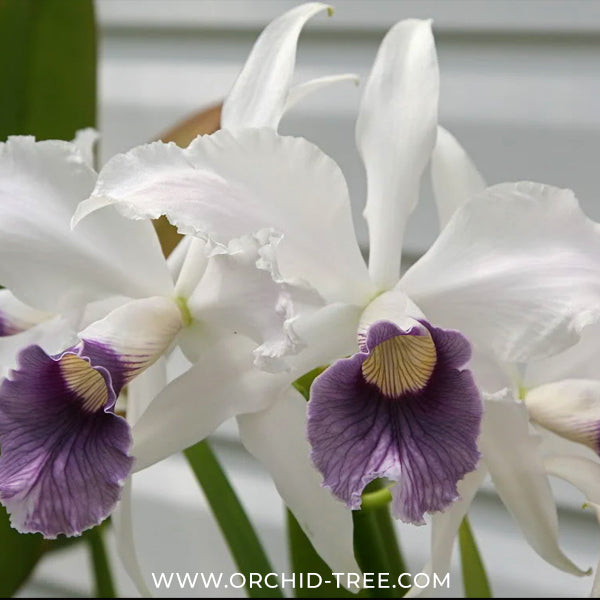 Cattleya (Laelia) purpurata var. werkhauseri sp. Orchid Plant - MS