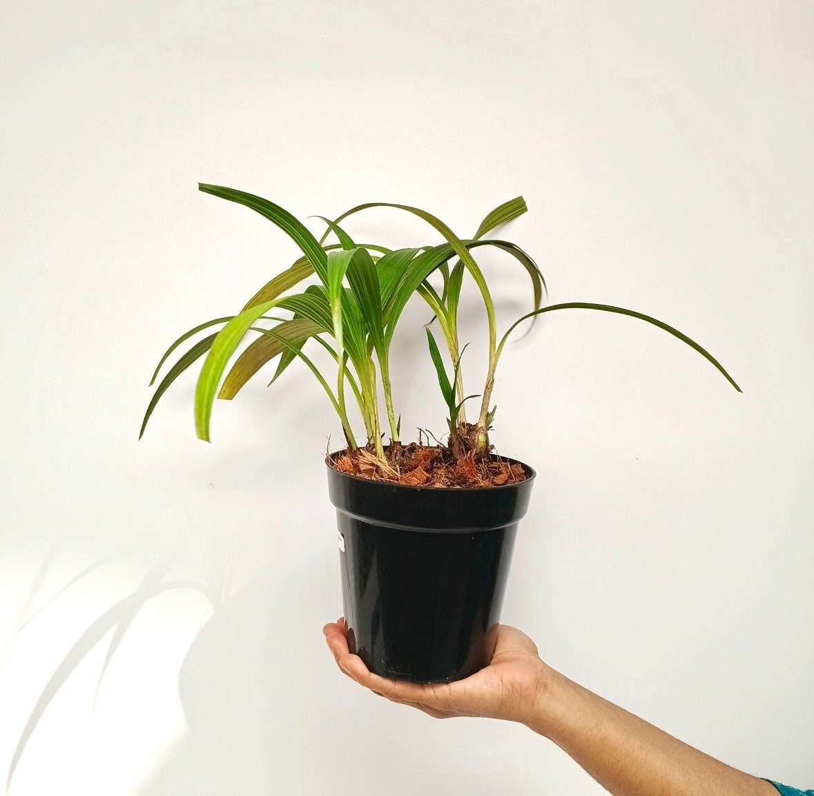 Spathoglottis Big Red Star Orchid Plant - BS