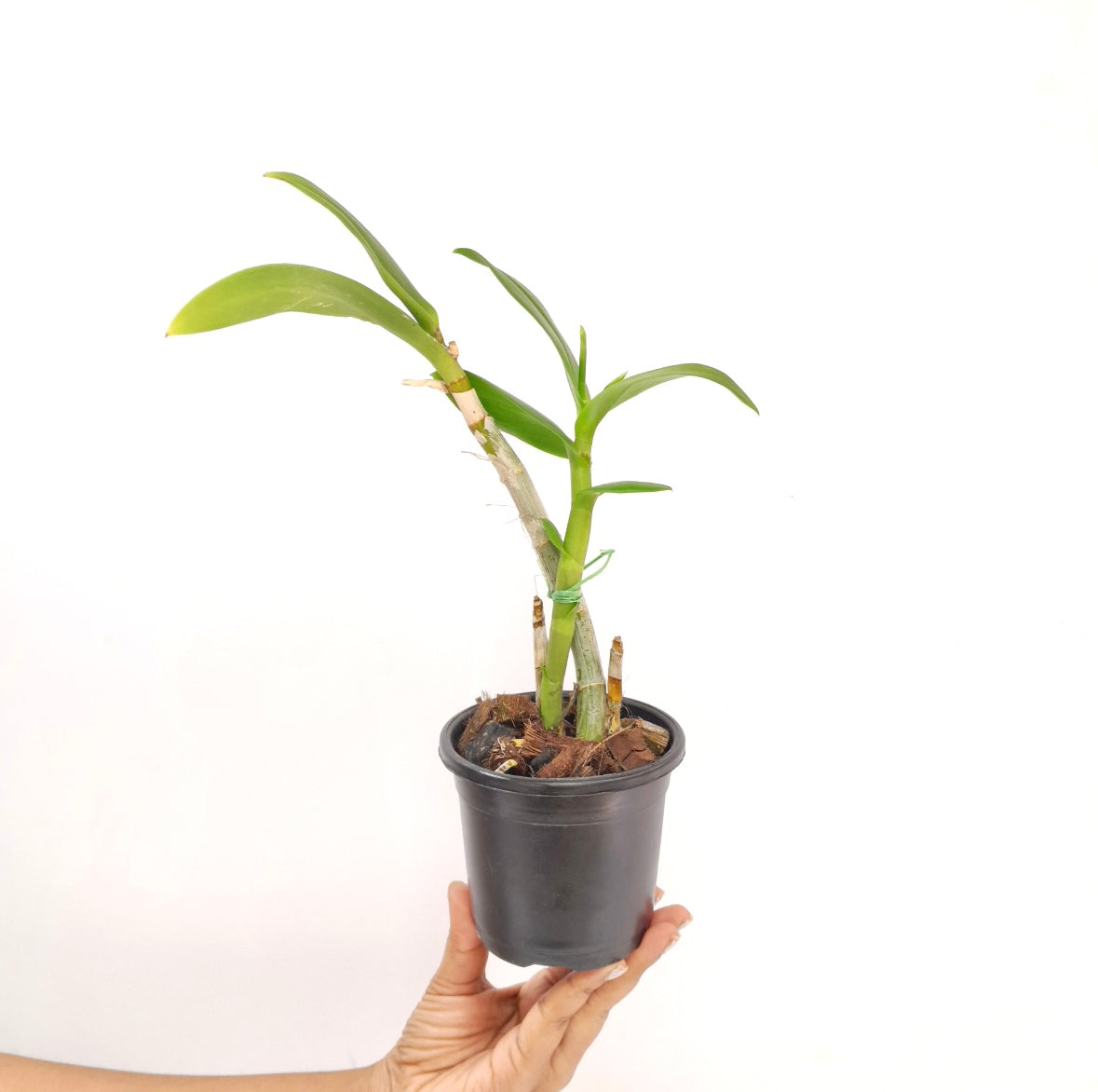 Dendrobium Sugar Pink Orchid Plant - BS