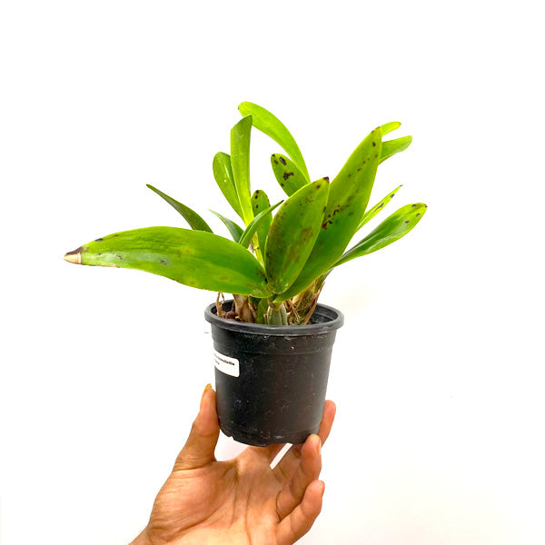 Cattleya Brolaelianthe CF Cherise - FF