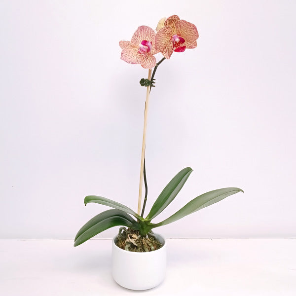 Seoul Ceramic Planter - Buy Orchids Plants Online by Orchid-Tree.com