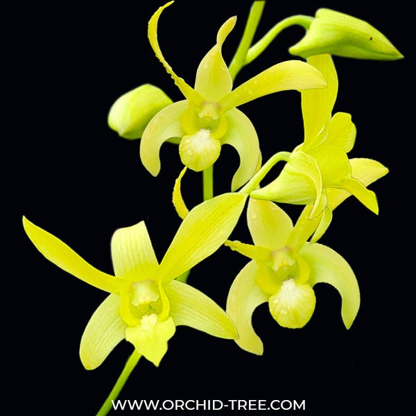 Dendrobium Caesar Yellow - BS
