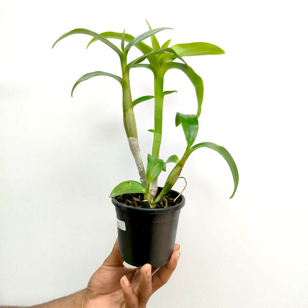 Dendrobium Caesar Yellow - BS
