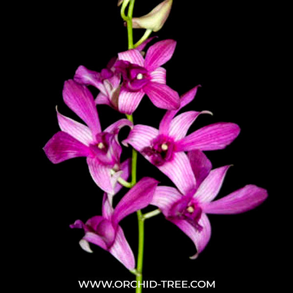Dendrobium Caesar Warawan x Caesar Red - BS
