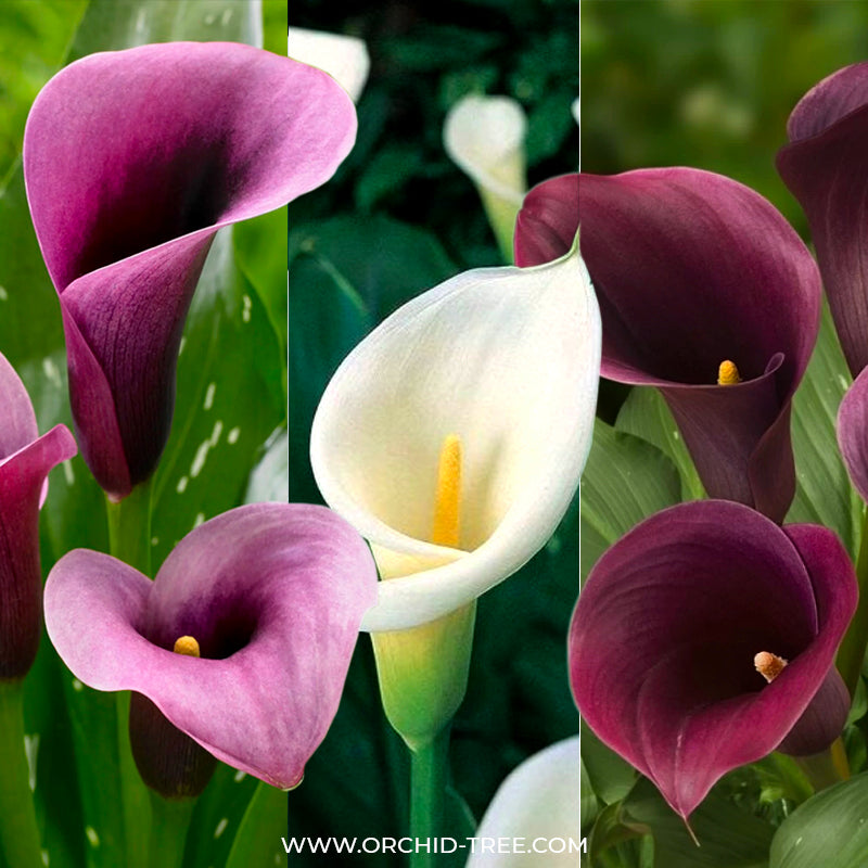 Calla Lilly Purple | White | Black Bulbs - Combo #4
