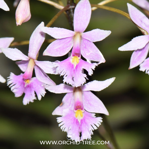 Epidendrum calanthum sp. Orchid Plant - BS
