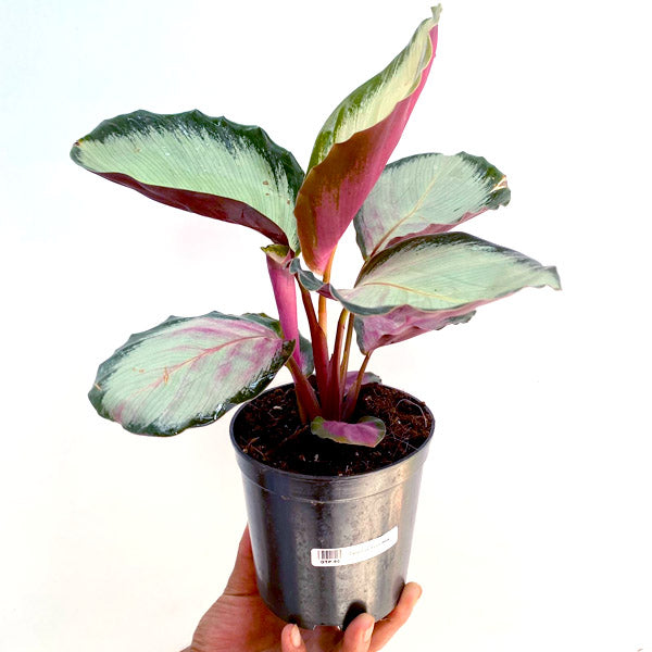 Calathea Rosy Pink