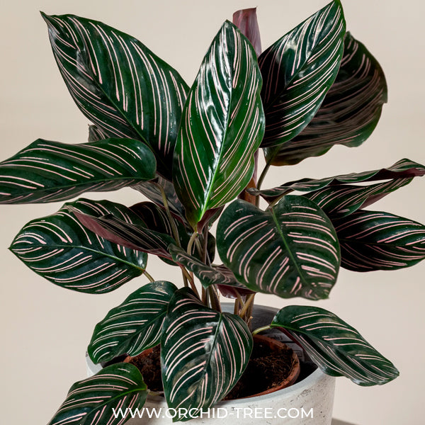 Calathea Ornata