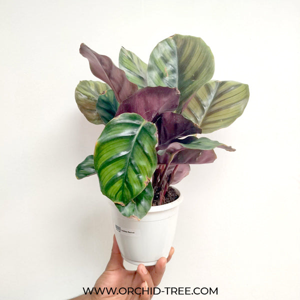 Calathea Peacock