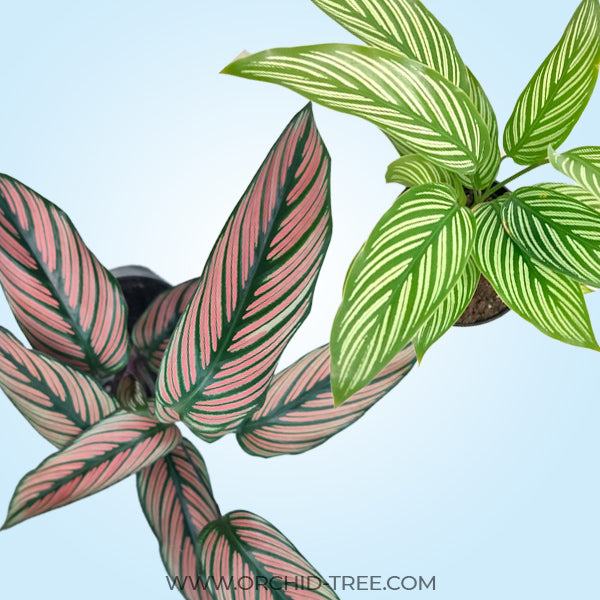 Calathea | 2 Varities