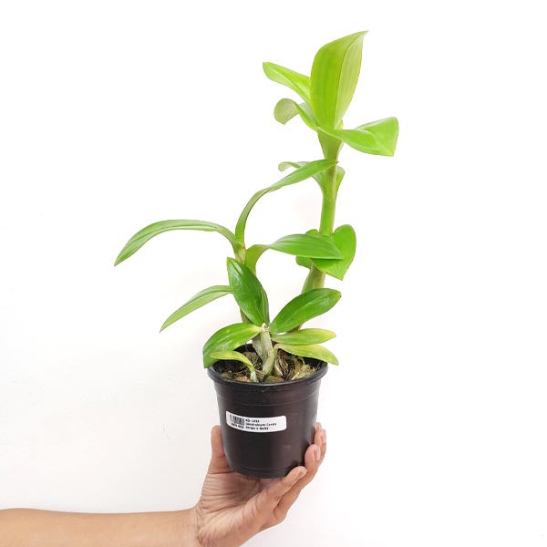 Dendrobium Candy Stripe x Jacky Orchid Plant - FF