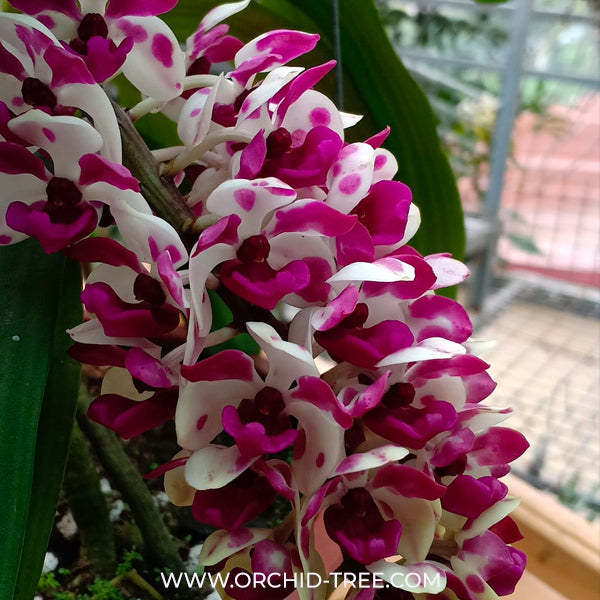 Rhynchostylis gigantea Cartoon Orchid Plant - BS