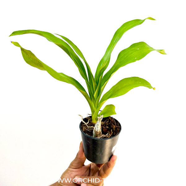 Catasetum (FDK) Painted Desert x Alexa 'Good One' - BS