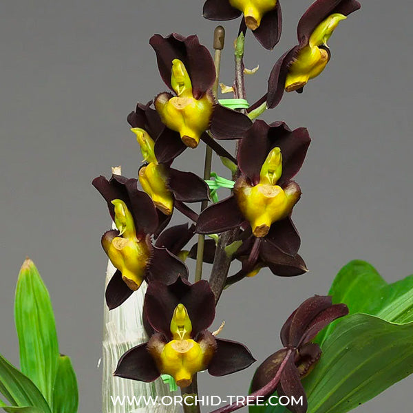 Catasetum tenebrosum sp. Orchid Plant - BS