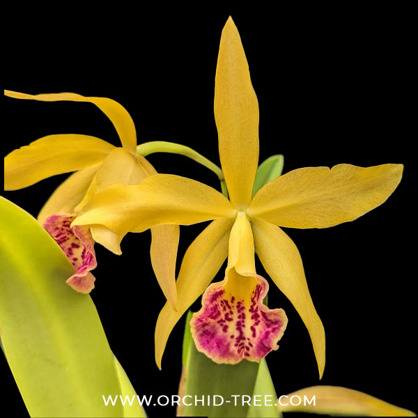 Cattleya (Rby.) Haiku Dawn Orchid Plant - BS
