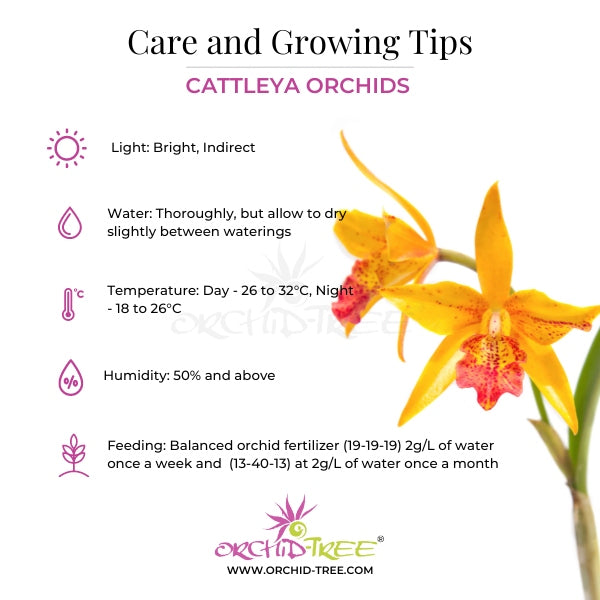 Cattleya Taiwan Firecracker 'Popcorn' Orchid Plant - BS - Buy Orchids Plants Online by Orchid-Tree.com