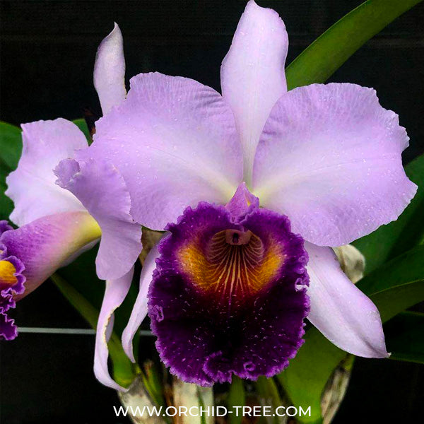 Cattleya (Rlc.) Dinard 'Blue Heaven' - BS