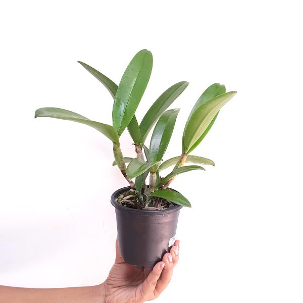 Cattleya (Bc.) Hawaii Stars Orchid Plant - BS
