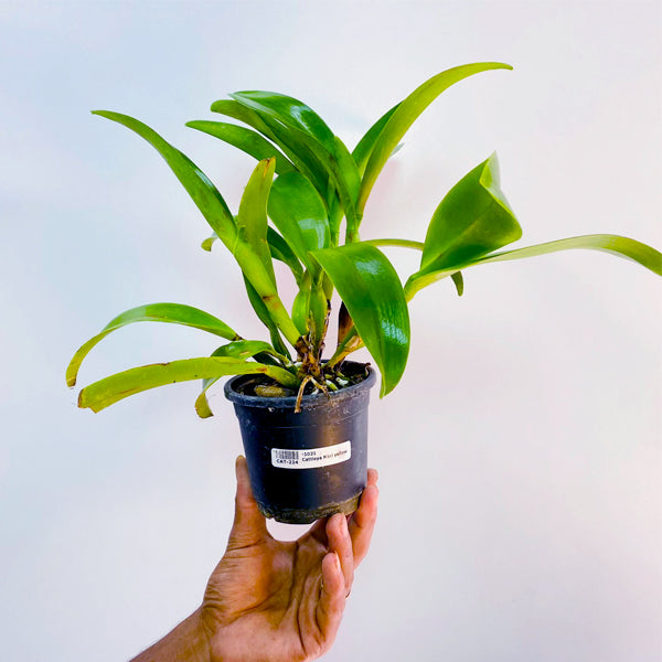 Cattleya (Lc.) New Mini Yellow - BS