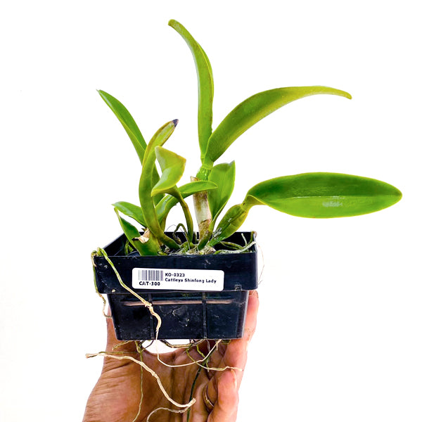 Cattleya Shinfong Lady - BS