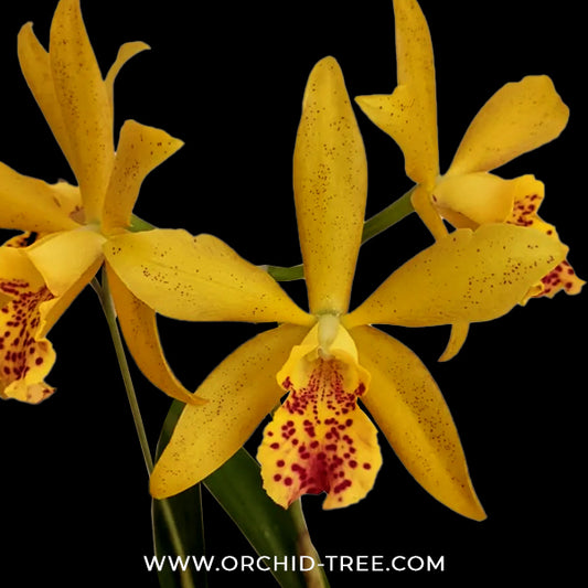 Cattleya (Rby.) Haiku Dawn Orchid Plant - BS