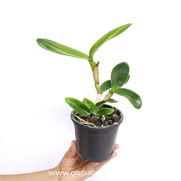 Cattleya (Ctt) River Kwai Floating Orchid Plant -BS
