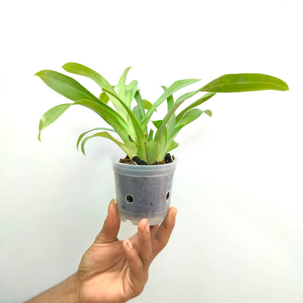 Miltoniopsis Cat Walk 17488 - BS
