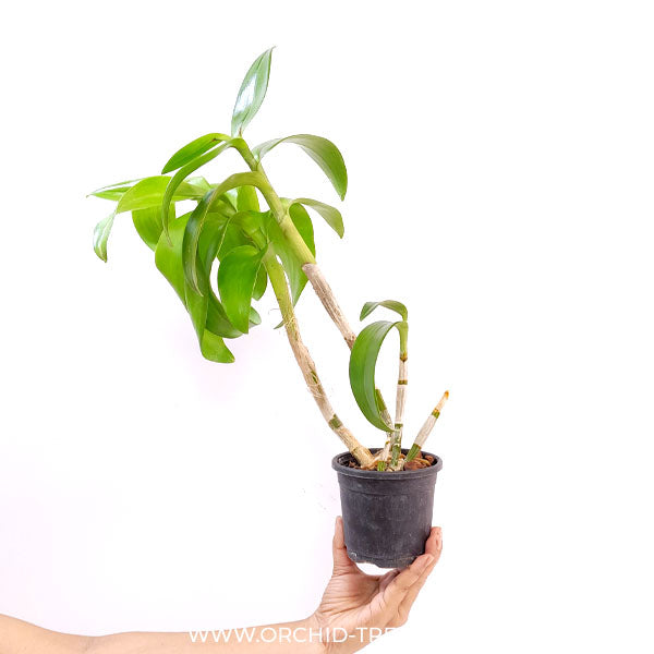 Dendrobium Caesar Green Orchid - FF