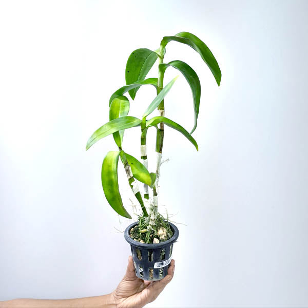 Dendrobium Ceasar Red Captain Orchid Plant - BS