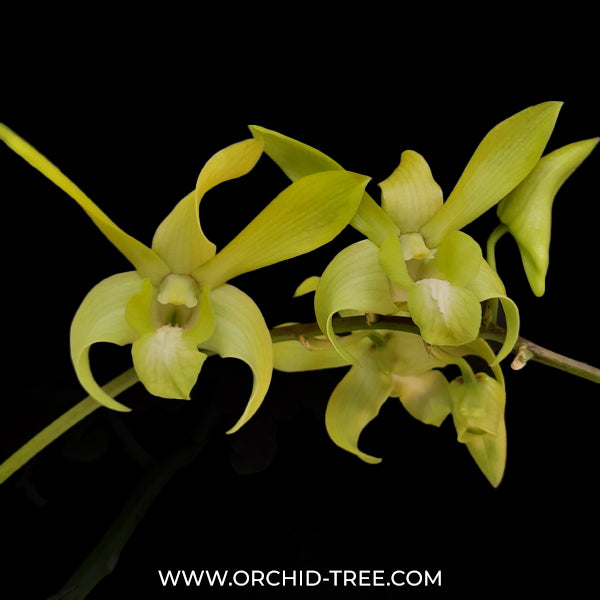 Dendrobium Caesar Green Orchid - FF