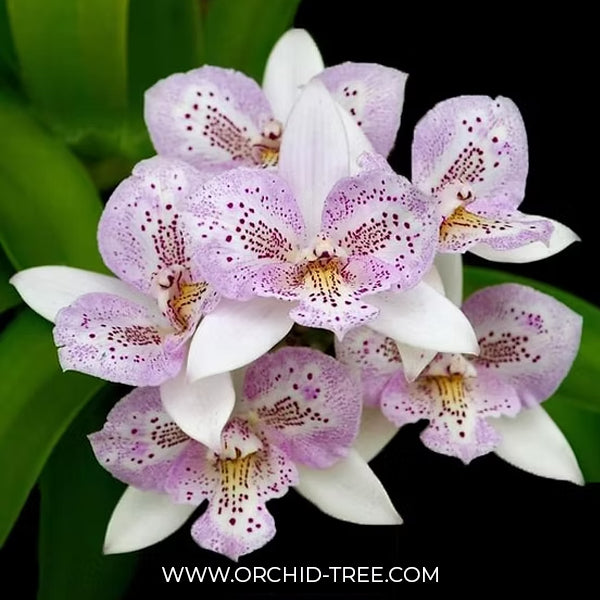 Cattleya (Caulocattleya) Chantilly Lace Orchid Plant - BS