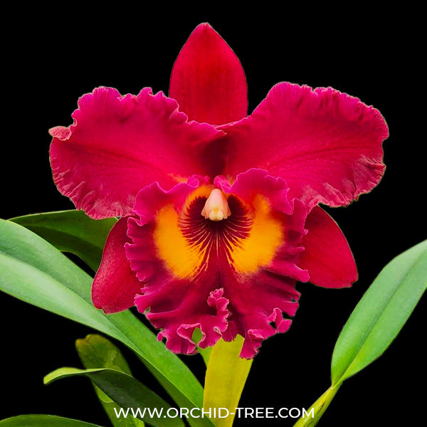 Cattleya (Rlc.) Chao Praya Red - BS