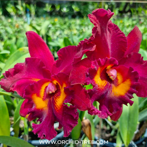 Cattleya (Rlc.) Chao Praya Red - BS