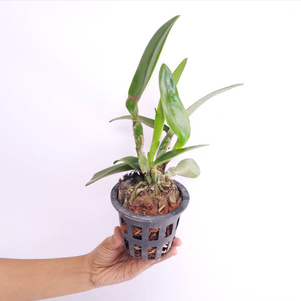 Cattleya Chaweewan Delight Orchid Plant - BS