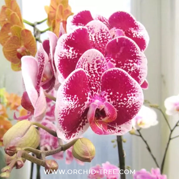 Phalaenopsis Fullers Cheese Orchid Plant - FF
