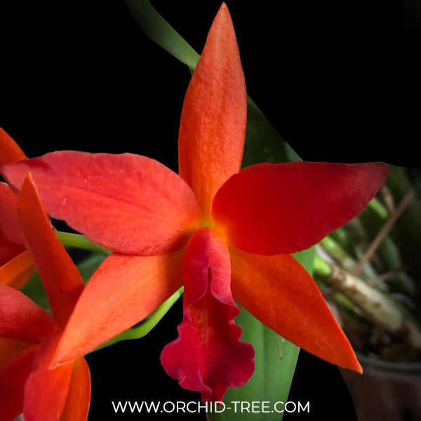 Cattleya (Slc.) Cherokee Fire Orchid Plant - BS