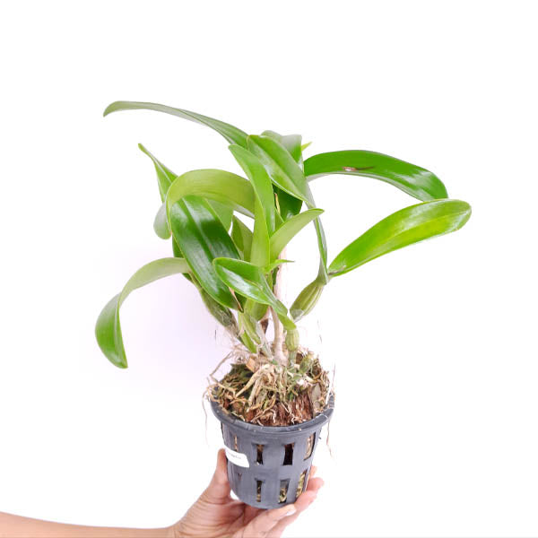 Cattleya (Slc.) Cherokee Fire Orchid Plant - BS