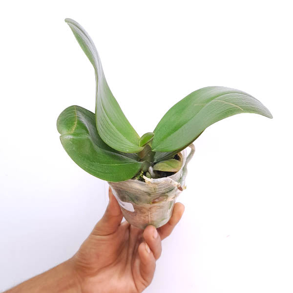 Phalaenopsis I-Hsin Cherry Bomb '228' - FF