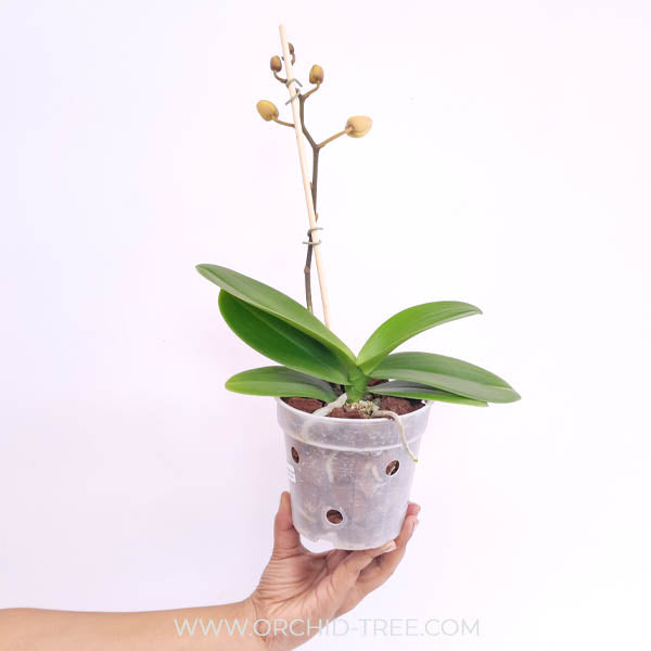 Phalaenopsis Chian Xen Violin × Phal. Lioulin Lovely Lip Orchid Plant - FF