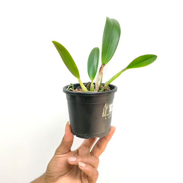 Cattleya Rth. Chief Sunny Dragon - FF
