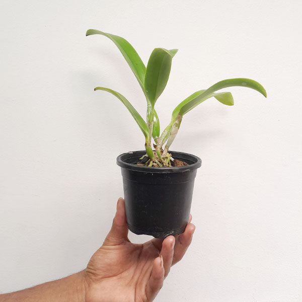 Cattleya Pot. Chief Sweet Orange 'Sweet Orange'- BS