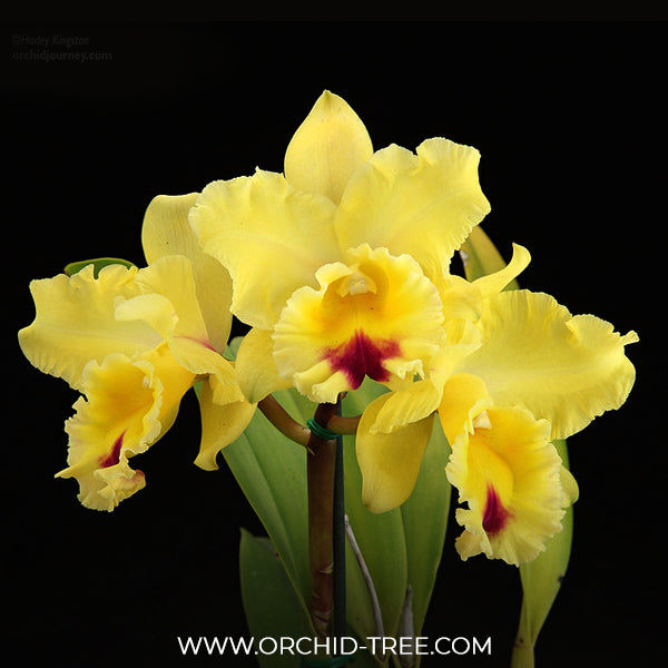 Cattleya (Blc.) Goldenzelle 'Lemon Chiffon' AM/AOS Orchid Plant - BS